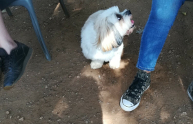 Comportementaliste Canin à Corsica Dog'eduC
