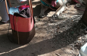 Comportementaliste Canin à Corsica Dog'eduC